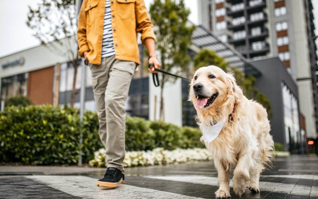 a person walking a golden retriever down the street by a tall multifamily building